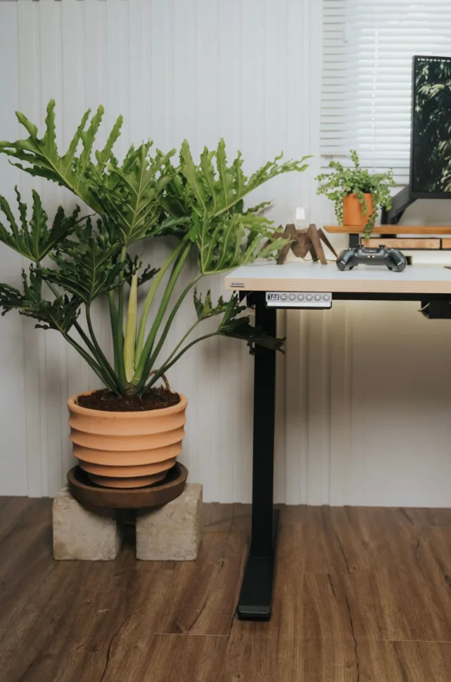 Modern agency workspace with a standing desk and plants